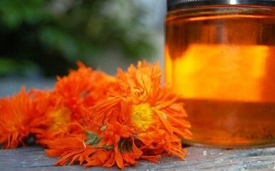 Decotti per il trattamento delle vene varicose